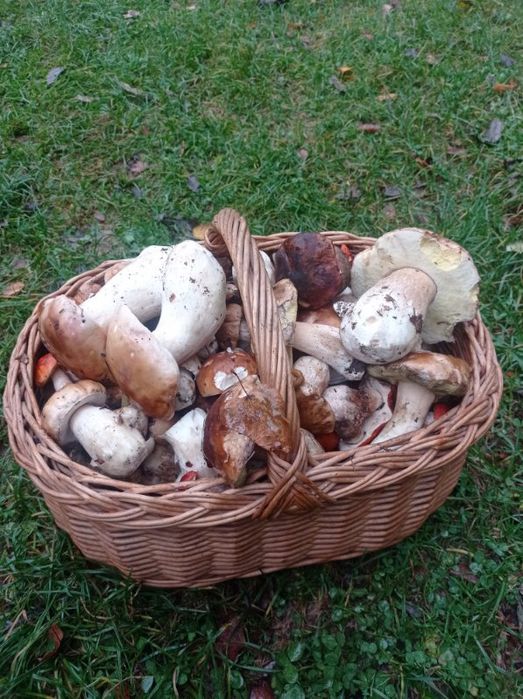 Domek Brenna cena od 60 zł.wolne od 31 do 02 11