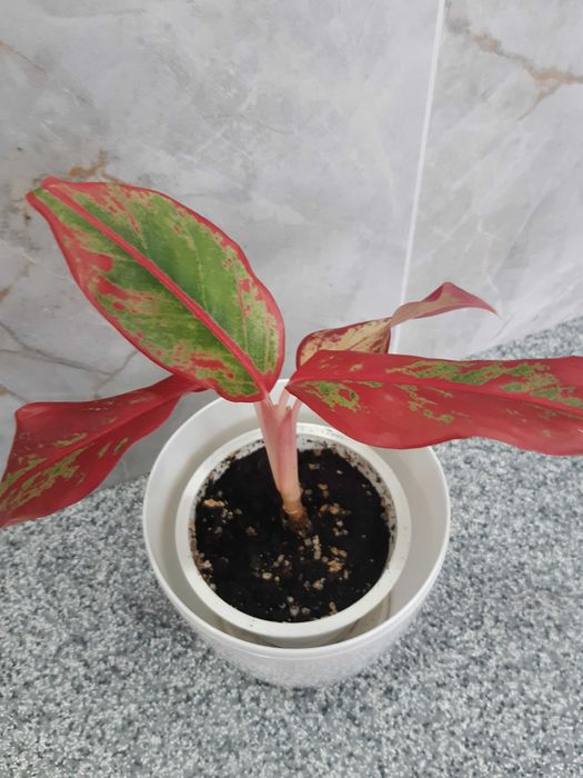 Кротон, спатифілум, аглонема та інші кімнатні рослини