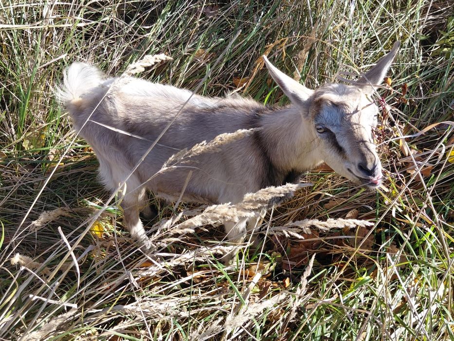 Cap capek kozioł koziołek ur. 23.07.2025