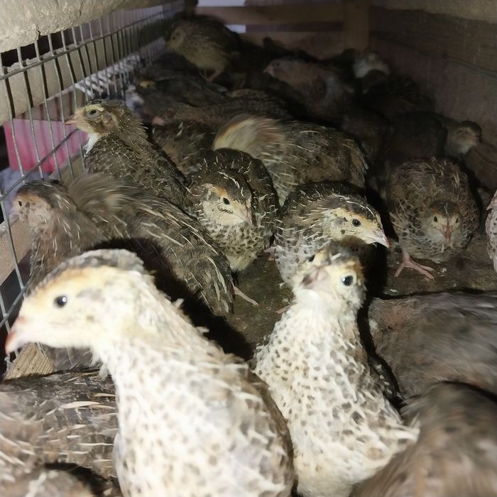 Перепілки,добові,дорослі.