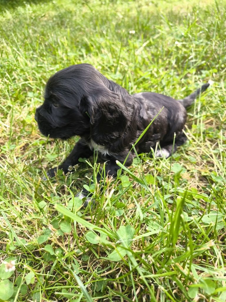 Cocker spaniel angielski - samiec czarny z białymi znaczeniami