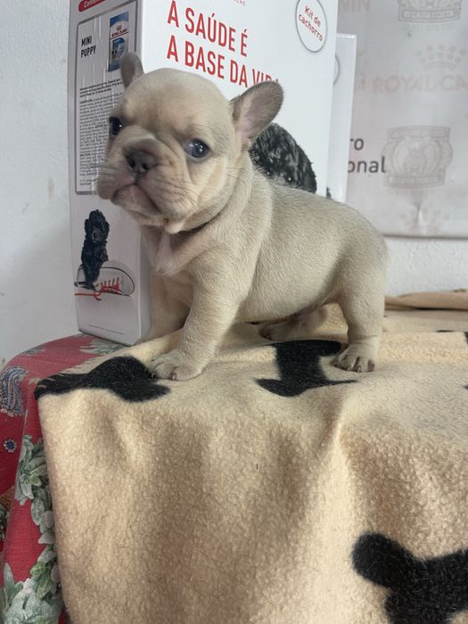 Bulldog  frances   Lilac fawn top