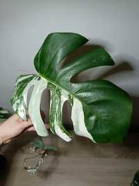 Monstera deliciosa variegata