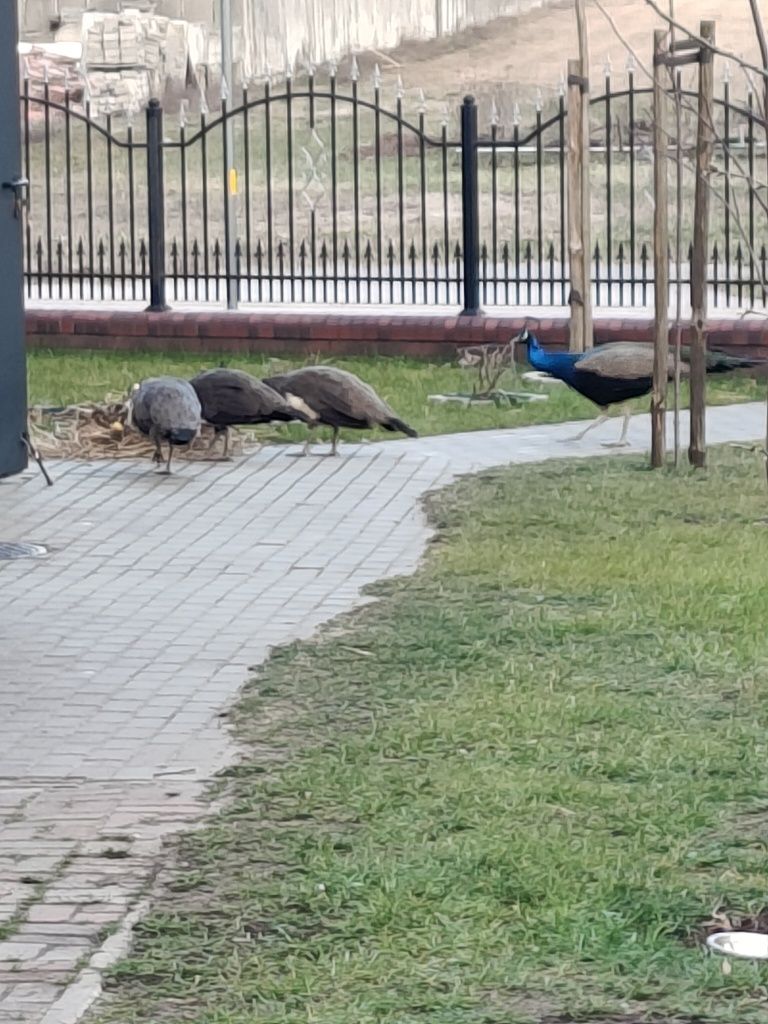 Pawie jaja lęgowe