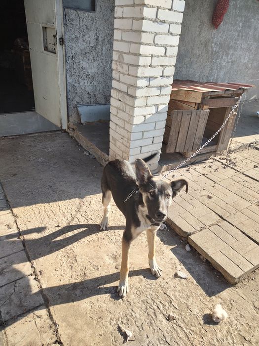 Отдам бесплатно пса