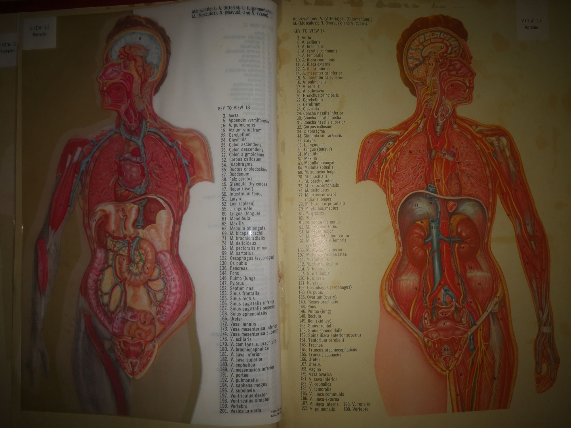 Livro antigo anatomia humana