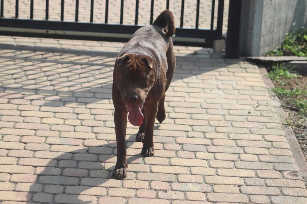 YUKI szuka domu. Pokochaj