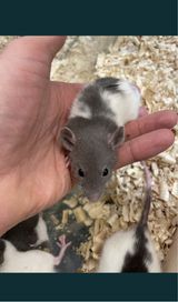 Szczury Dumbo, młode szczurki, piękne kolory!