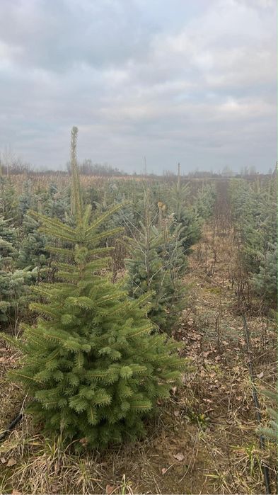 Choinki świąteczne od 1 m do 1.40