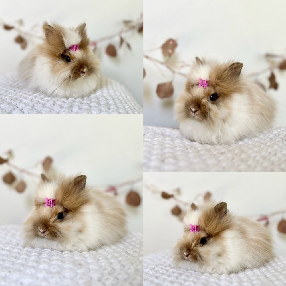 Króliczki Mini rasy Karzełek Teddy oraz Karzełek Niderlandzki