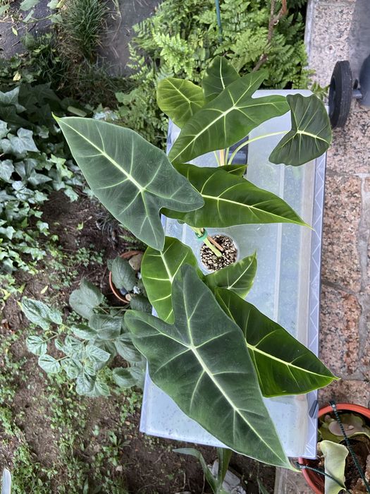 Planta Alocasia Frydek
