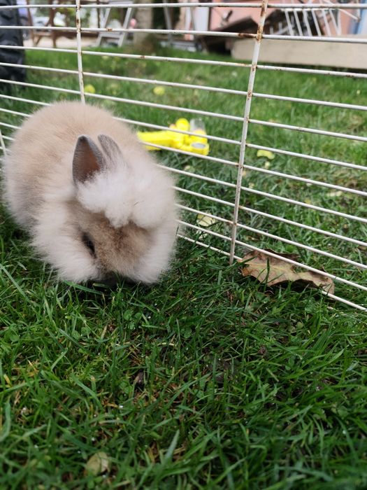 Króliczek miniaturka lwi