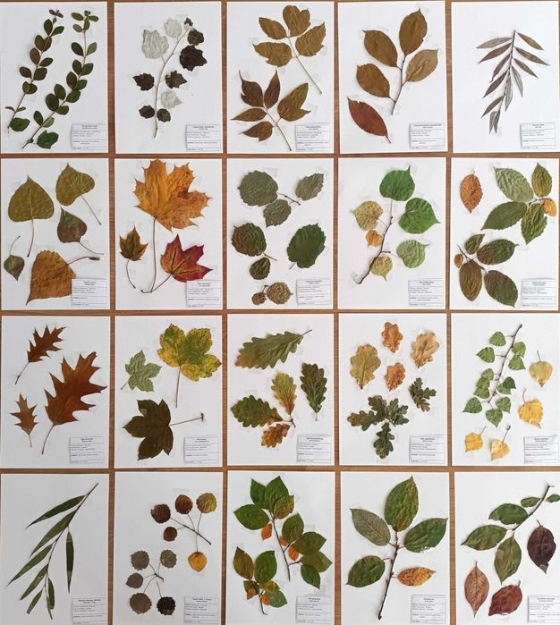 30 gat WYBÓR TEMATU I GATUNKÓW zielnik 2025 z opisami