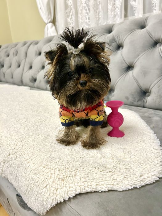 Красунчик Міні Йоркширський терєр