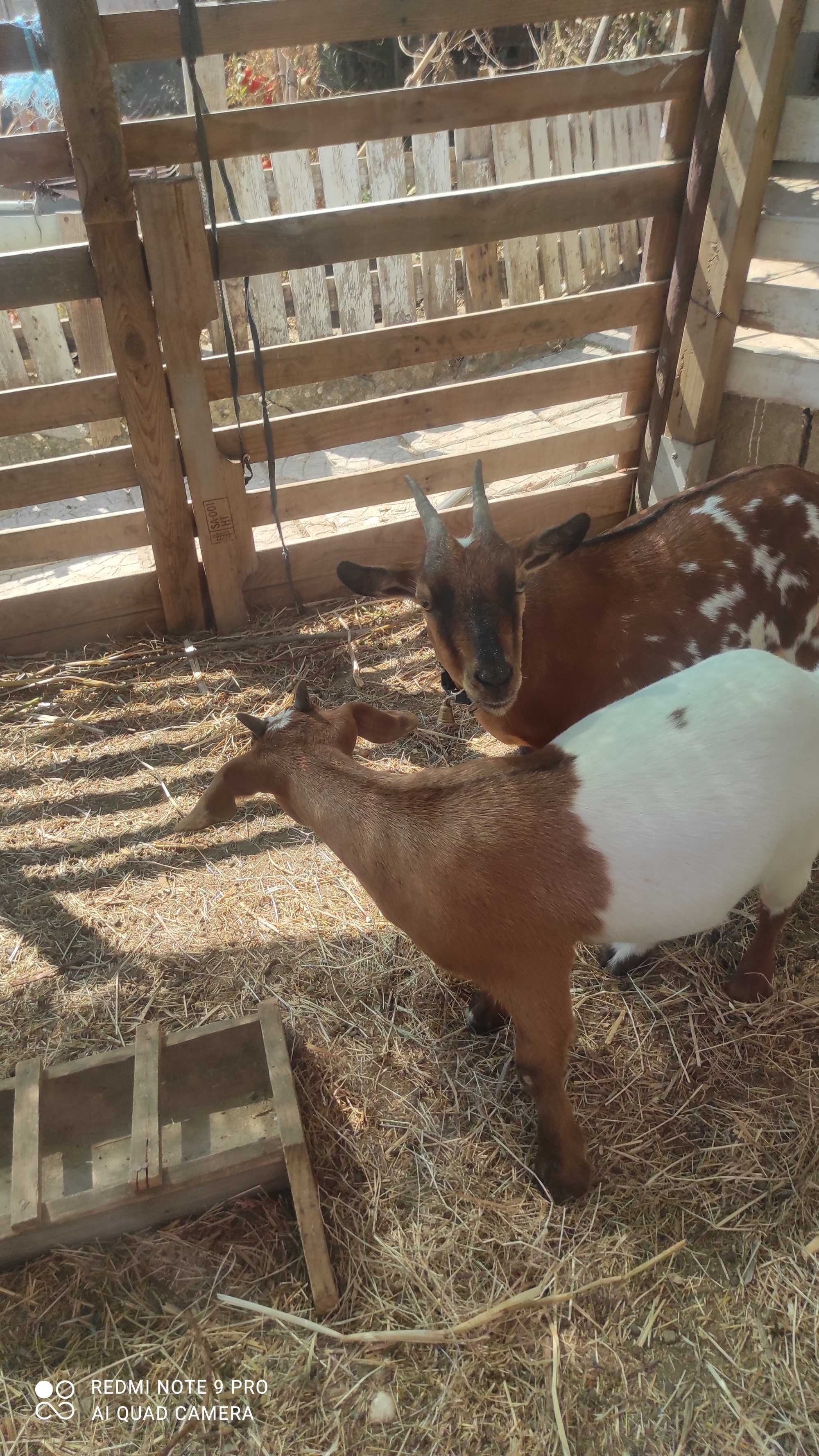 Cabras anãs á procura de um novo lar ( mãe, filho e filha
