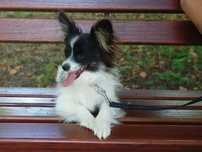 Spaniel kontynentalny miniaturowy Papillon suczka tricolor ZKwP FCI