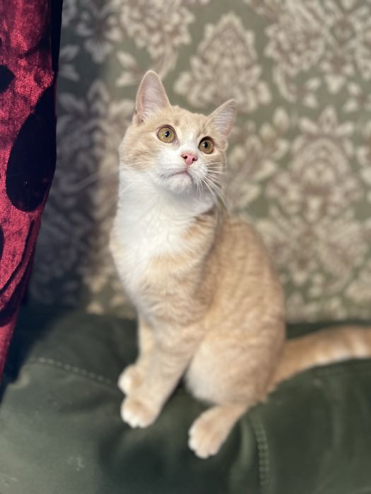 Котенок ищет семью