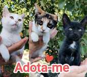 3 gatinhos bebés para Adoção consciente.