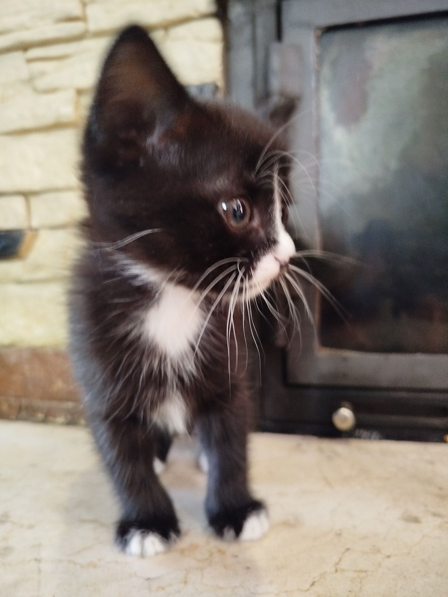 Віддам кішечку, котика, кошенятко
