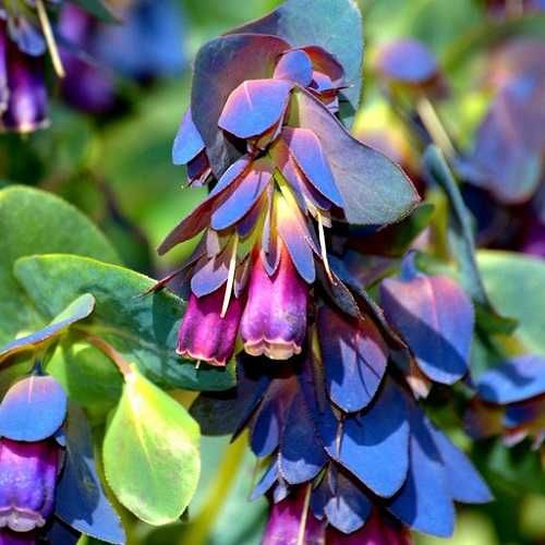 5 Sementes de Orgulho de Gibraltar - cerinthe major