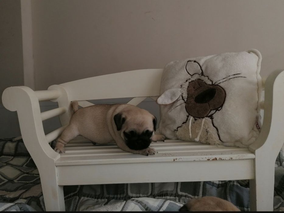 Mops szczeniak dziewczynka sunia