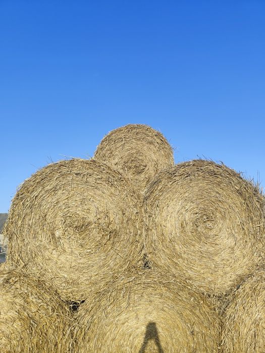 Tegoroczna słoma z przenżyta i pszenicy w belach 150 cm.