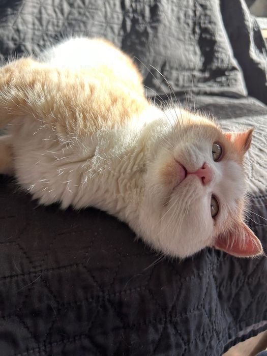 Кастрований рудий котик шукає дім. Кіт-липучка в добрі руки.
