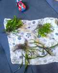 Roślina akwariowa 3 rodzaje Microzorium oraz  Bucephalandra
