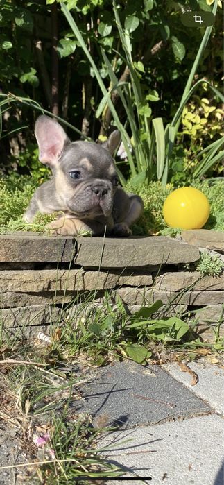 Голубой мальчишка мини француз