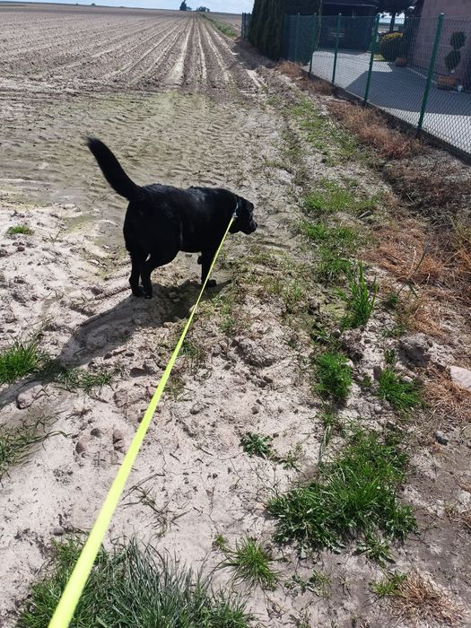 Hotel dla psów KARO