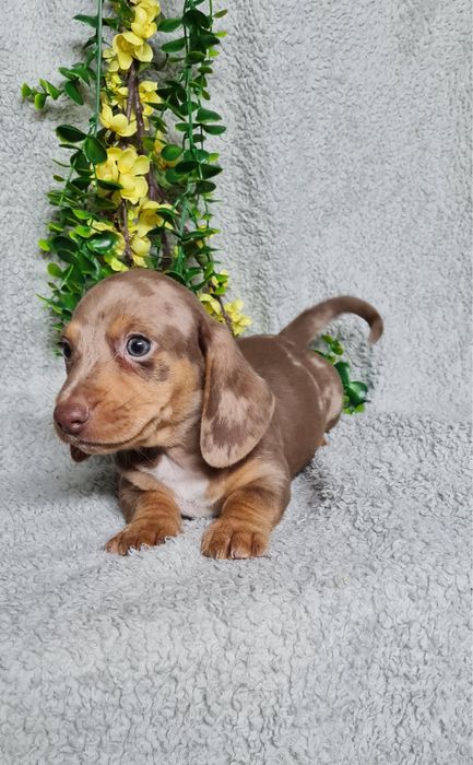 Estupendo Teckel choco arlequim de Qualidade