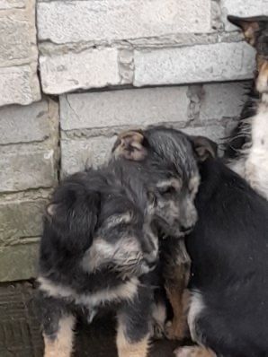 Dwie suczki do oddania