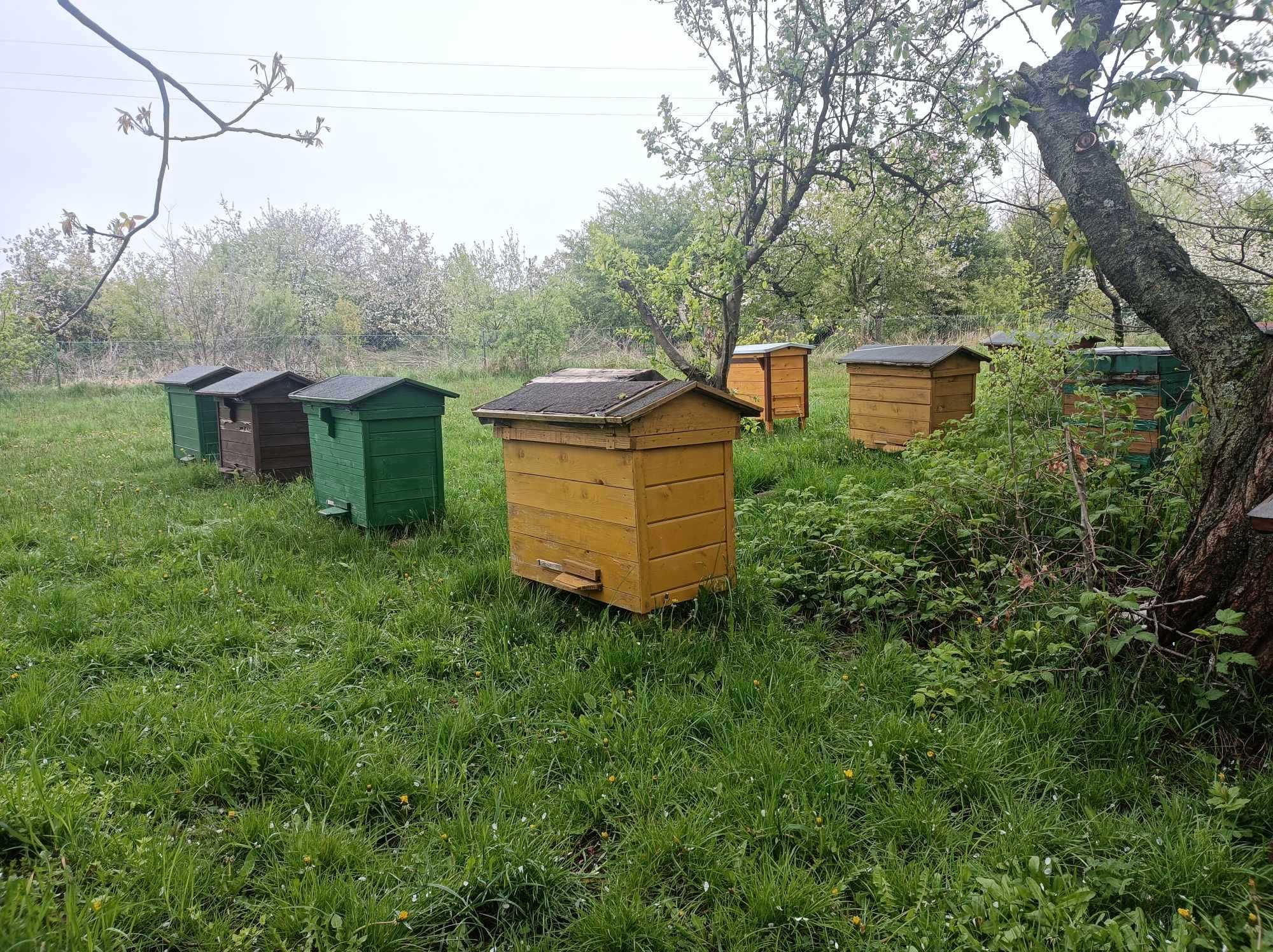 Ule warszawskie poszerzane z rodzinami pszczelimi