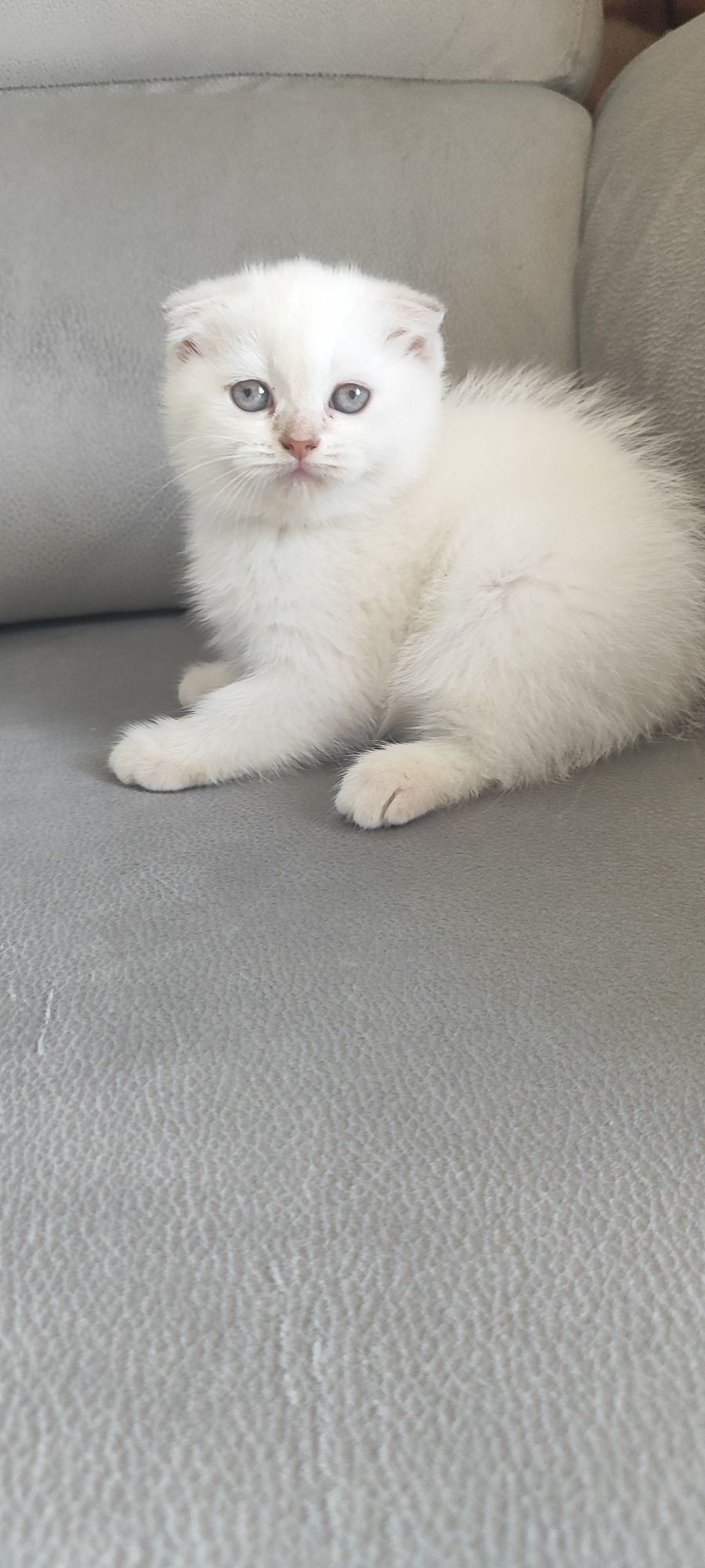 Gatinha Scottish fold