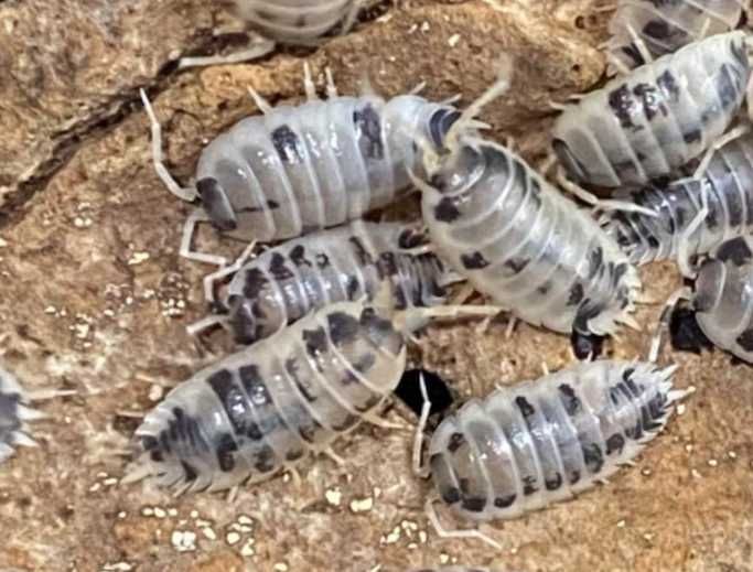 Isopody Porcellio laevis dairy cow krówki