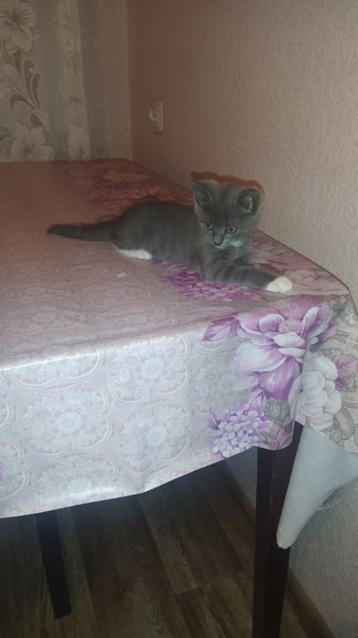 Кошеня попеляста дівчинка 3 міс гарнюня