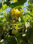 Продам белый столовый ароматный виноград