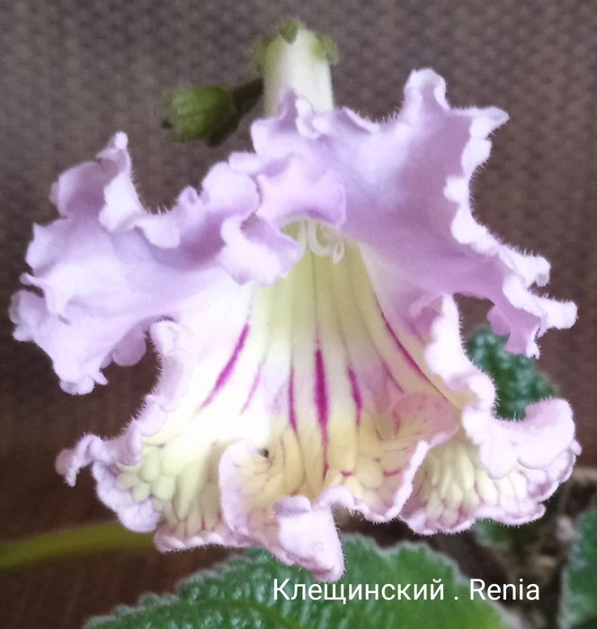 Стрептокарпусы детки.