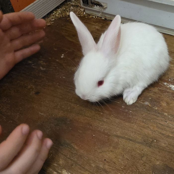 Coelhinhas anãs lindas