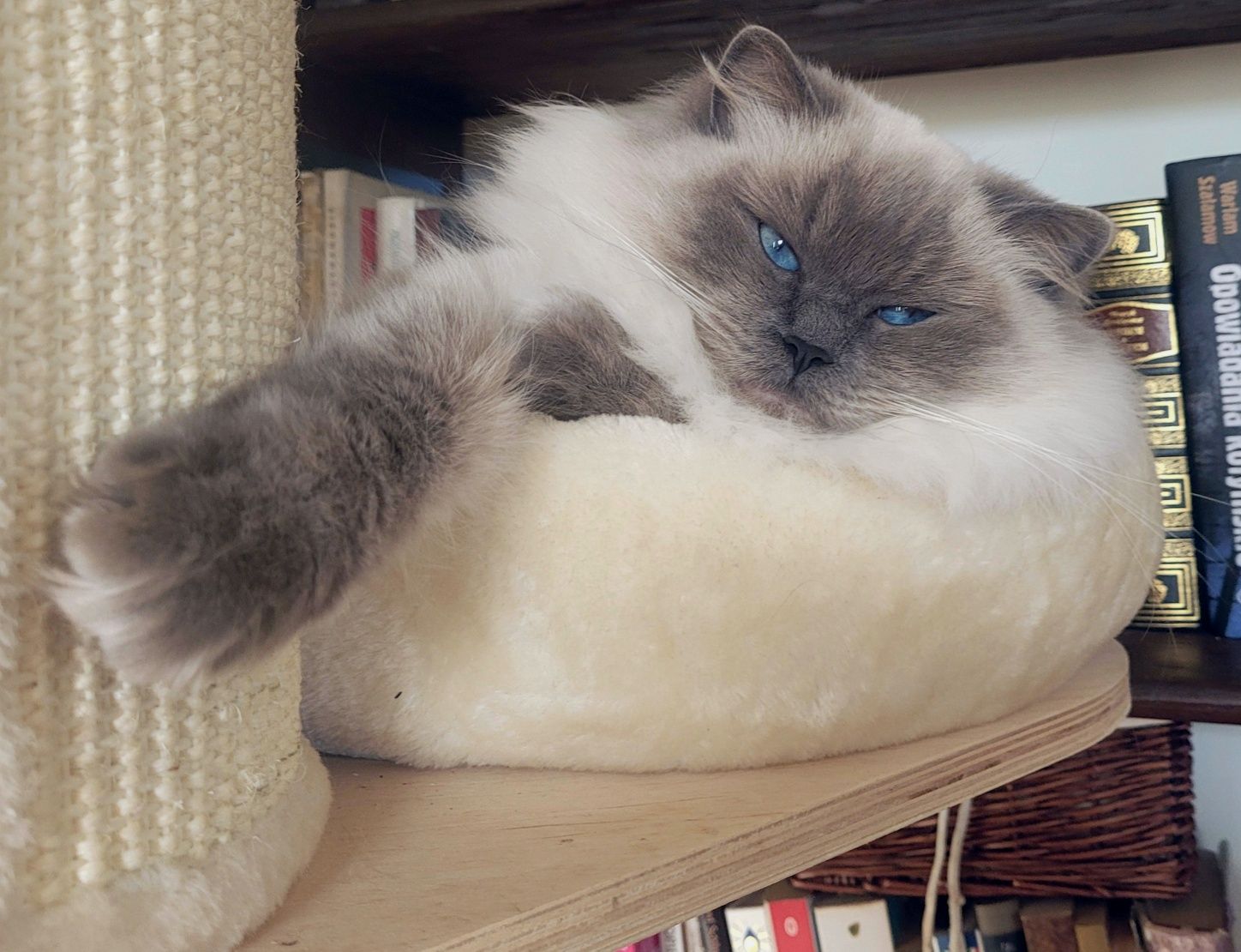 Kotka Ragdoll, gotowa do odbioru, już po kastracji