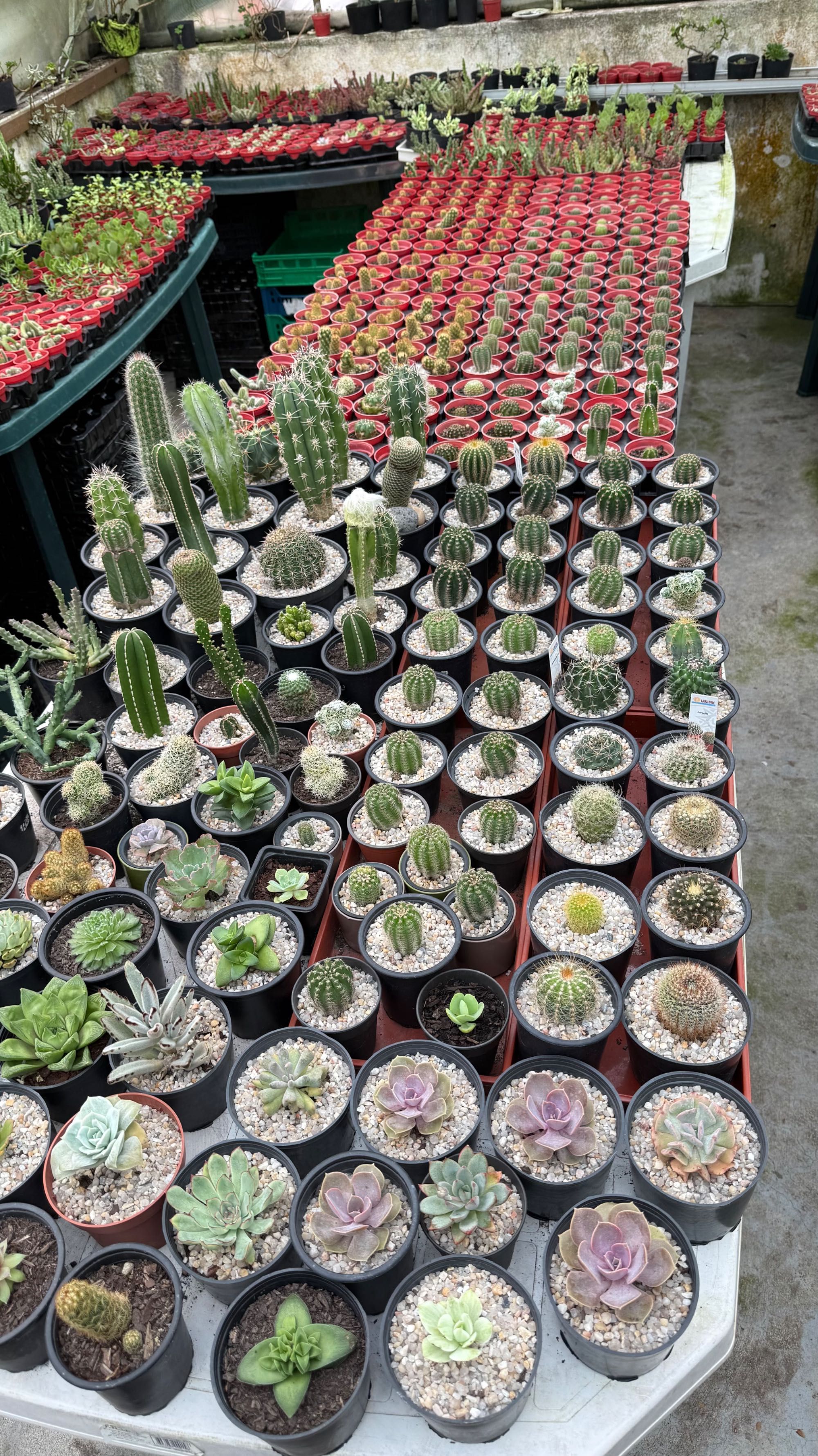 Cactos e suculentas