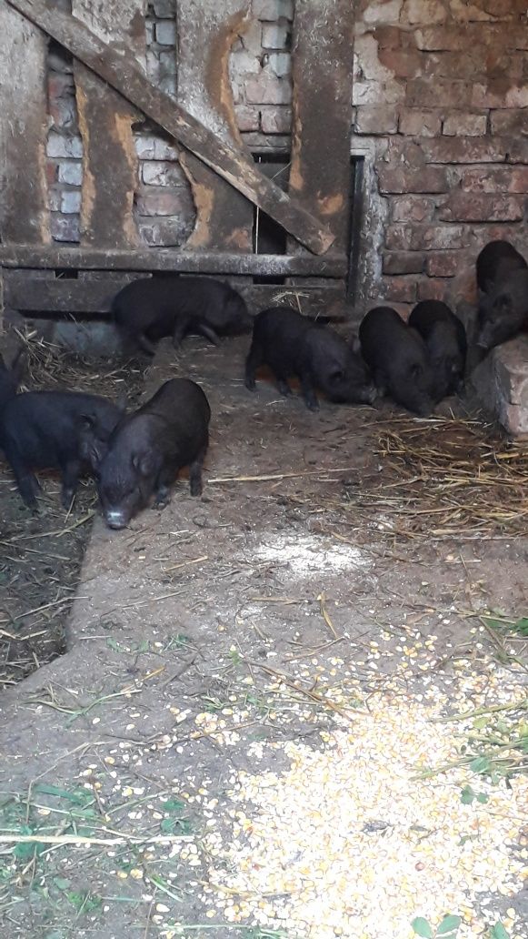 Вєтнамські свинки