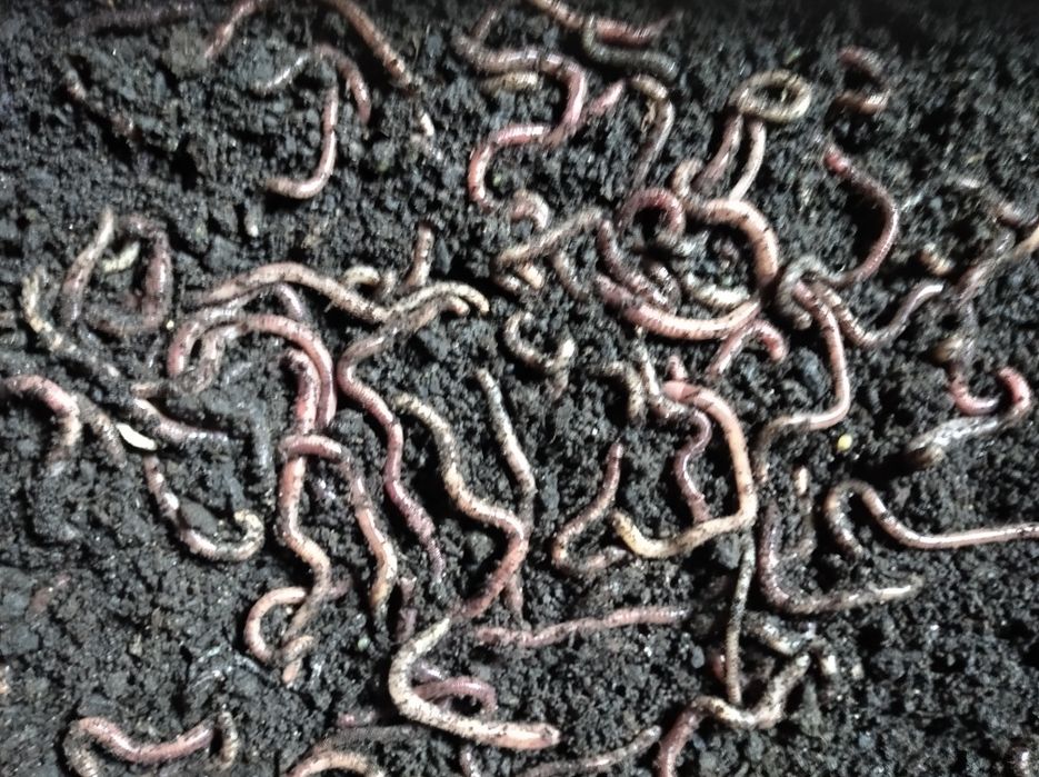 Дендробена старатіль опариш