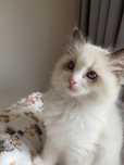 Ragdoll sliczny kocurek
