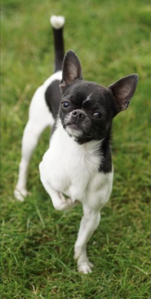 Chihuahua mini piesek niebiesko-biały