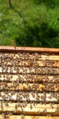 Pszczoły , rodziny pszczele,  odkłady pszczele , ul , krainka