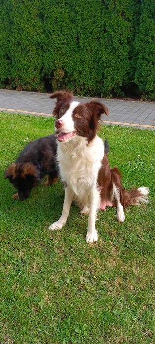 Border collie -piesek