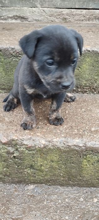 Oddam szczeniaki w dobre ręce