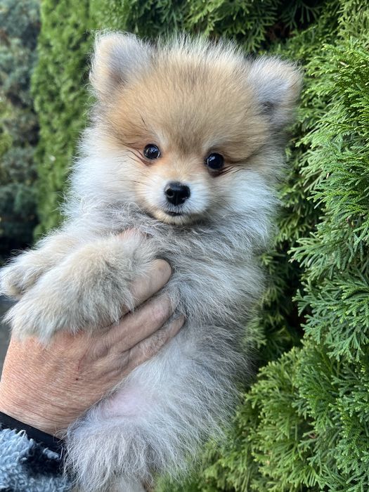 Szpic Pomeranian - Baxel