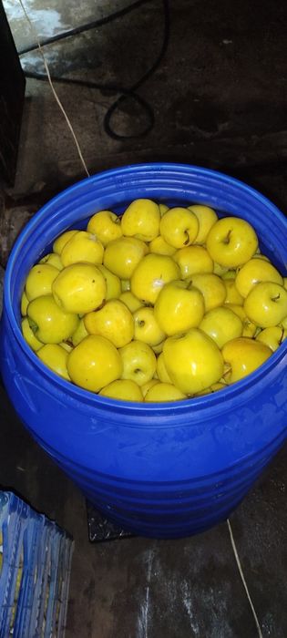 Яблука квашені капуста морква слива огірок помідор